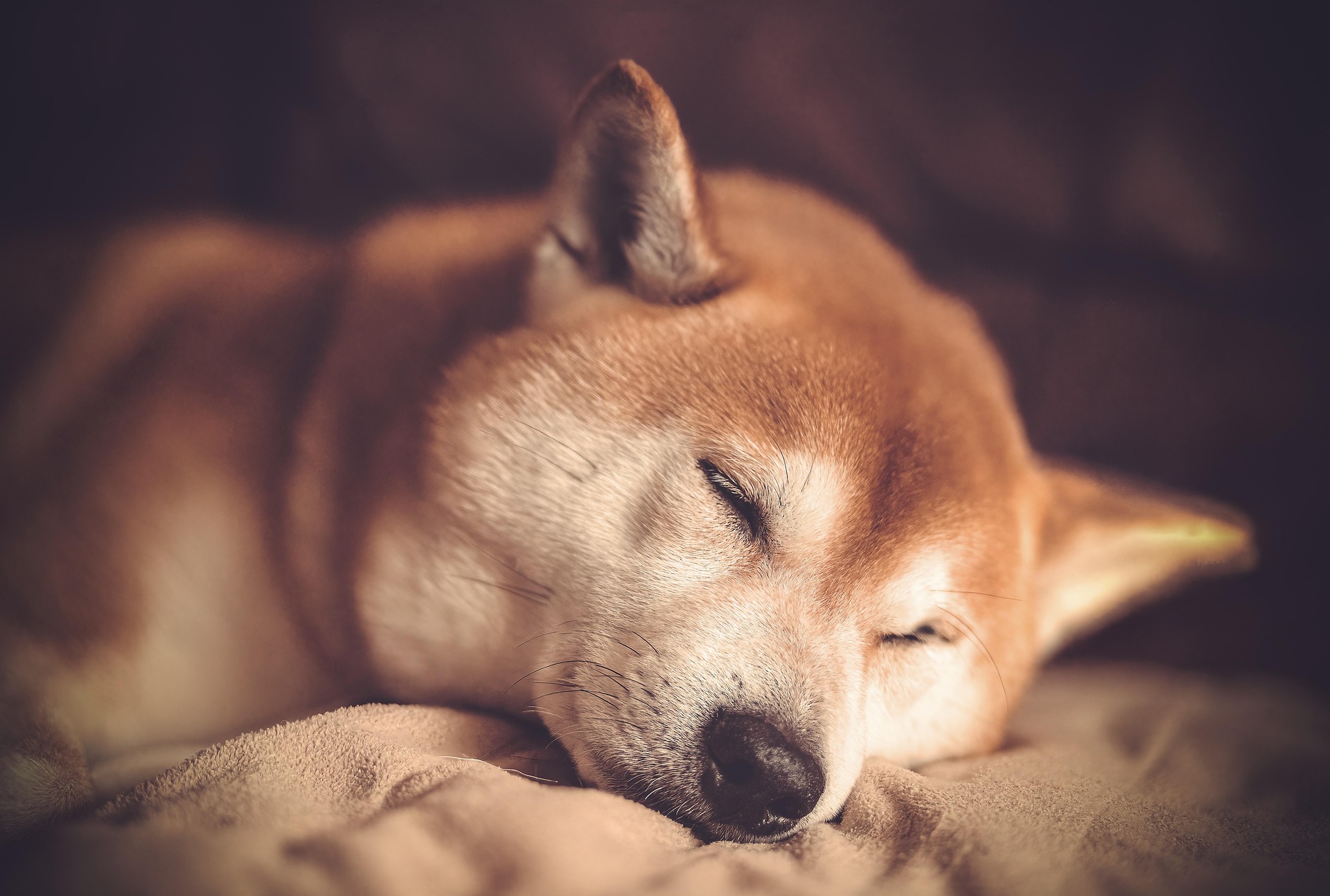 Cave Canem - La nostra filosofia