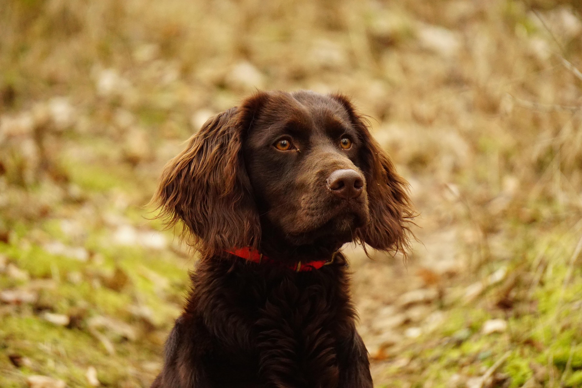 Cave Canem - La nostra storia
